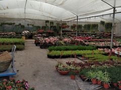 -龙大花卉苗木市场