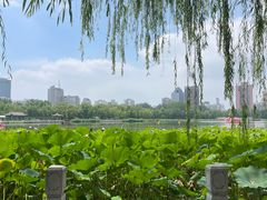 -莲花池公园