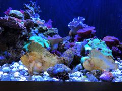 -西雅图水族馆