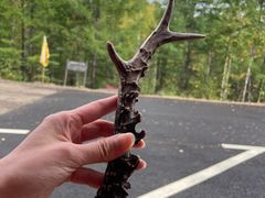 -莫尔道嘎国家森林公园