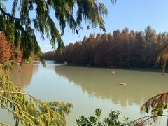 -上海海湾国家森林公园