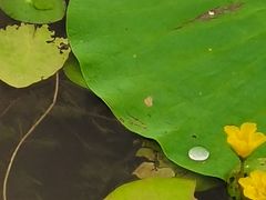 -丁香湖公园