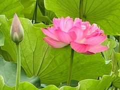 -莲花池公园