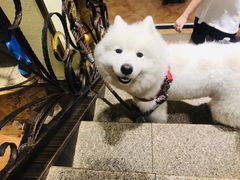 -more than meow吴止猫主题餐厅(承德 中船汇店)