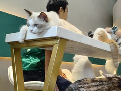 -飞行喵MR PILOT|猫舍·猫咖(静安大融城店)