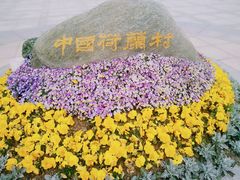 -荷兰花海