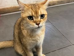 -聚首堂·特色小吃·肘子·炙子烤肉烤串(什刹海德胜门店)