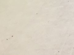 -舞蕾舞蹈(特长生校区)