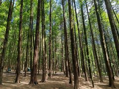 -山王坪喀斯特国家生态公园
