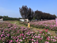 -君乐宝优致牧场