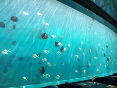 -瑞德姆美人鱼海底演艺主题餐厅(亚龙湾店)