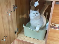 -猫十亿·布偶金渐层·曼基康矮脚猫舍(青年路店)