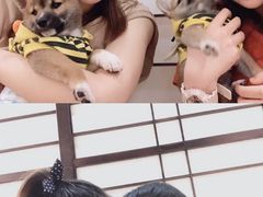 -逗柴咖啡屋·狗咖猫咖宠物桌游