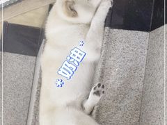 -喜柴咖啡·柴犬狗咖