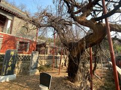 -泰山风景名胜区-普照寺