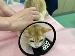 -北京观赏动物医院·24小时大型综合·猫专科·异宠专科