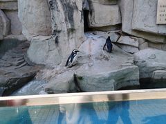 -深圳野生动物园