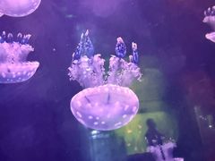 -左海海底世界