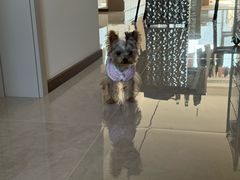 -伟伟宠物医院·CT影像中心·瑞派犬猫综合性门诊(汉口总院)