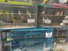 -保定市花鸟鱼虫市场