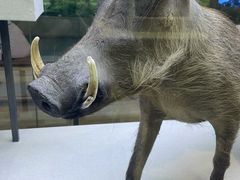 -国家自然博物馆