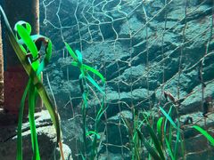 -悉尼海洋生物水族馆