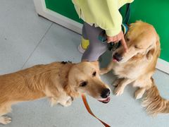 -汪喵宠物医院·骨科心脏影像·犬猫急重症ICU诊疗中心(成华分院)