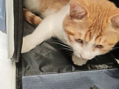 -纳吉亚猫专科动物诊疗中心(蒋宅口分院)