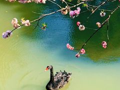 -南汇桃花村