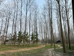 -合肥滨湖国家森林公园