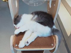 -飞行喵MR PILOT|猫舍·猫咖(静安大融城店)