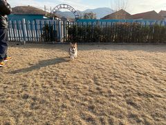 -趣玩宠物乐园寄养训犬训狗游泳池