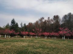 -上海海湾国家森林公园