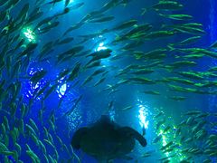 -成都浩海立方海洋公园