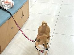 -美联众合动物医院·24h京西诊疗中心