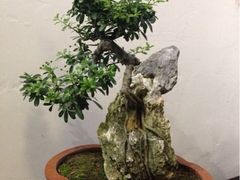 迎宾花木-郑厨私房菜