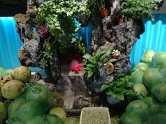 -东椰·海南椰子鸡火锅(朝阳门店)