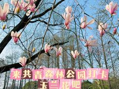 -上海共青森林公园