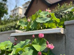 -一尺花园(安和花园店)