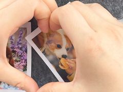 -翊宠yipet猫狗购宠庄园犬舍•猫舍