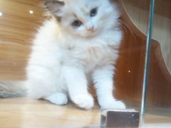 -猫十亿·布偶金渐层·曼基康矮脚猫舍(青年路店)
