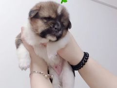 -灵美宠物诊所