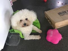 -小呆的宠物店·宠物售卖·宠物寄养(城西店)