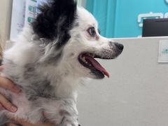 -安安宠医宠物医院·异宠·犬猫内科(岳阳分院)