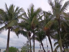 -深圳湾公园(南山区)