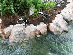 -新加坡飞禽公园