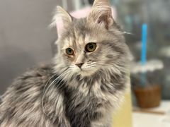 -楼上猫咖(罗湖店)