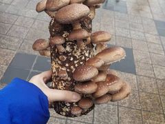 -先机泉水鸡汤(南山老君洞店)