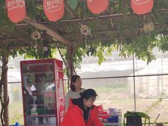 -前小桔亲子创意农场·草莓采摘·露营烧烤