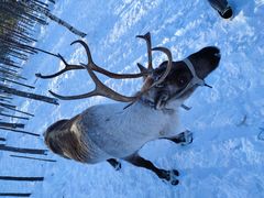 -北极村旅游风景区